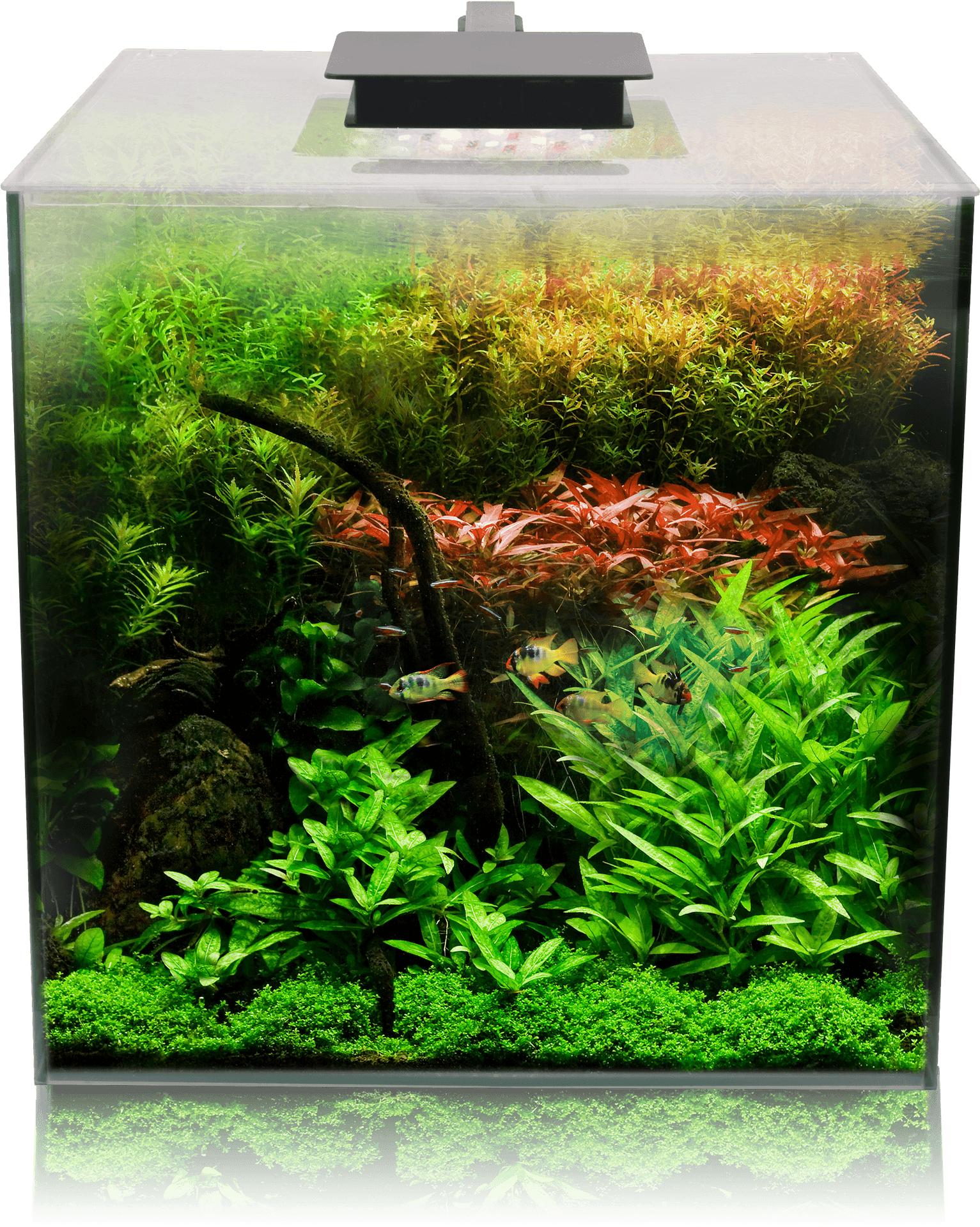 Vibrant Planted Aquarium Setup PNG