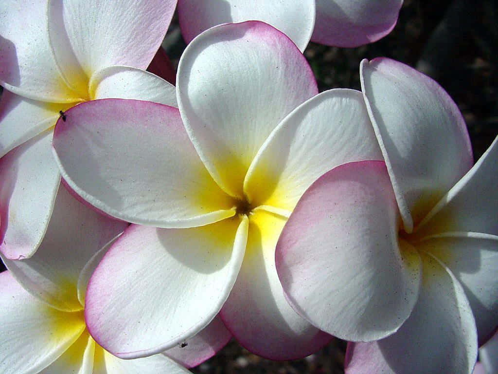 Vibrant_ Plumeria_ Blooms_ Hawaii Wallpaper