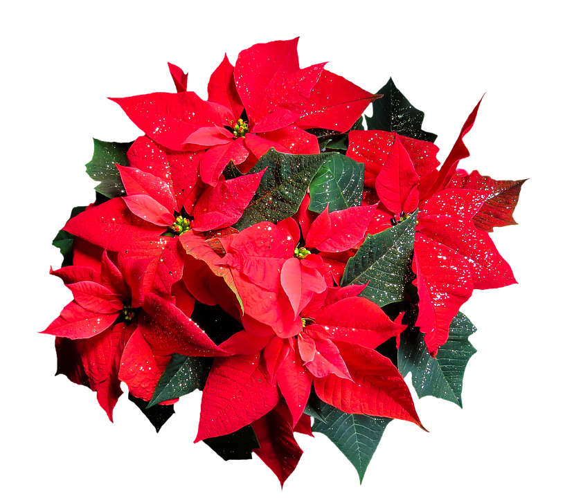 Download Vibrant Poinsettia Cluster.png | Wallpapers.com