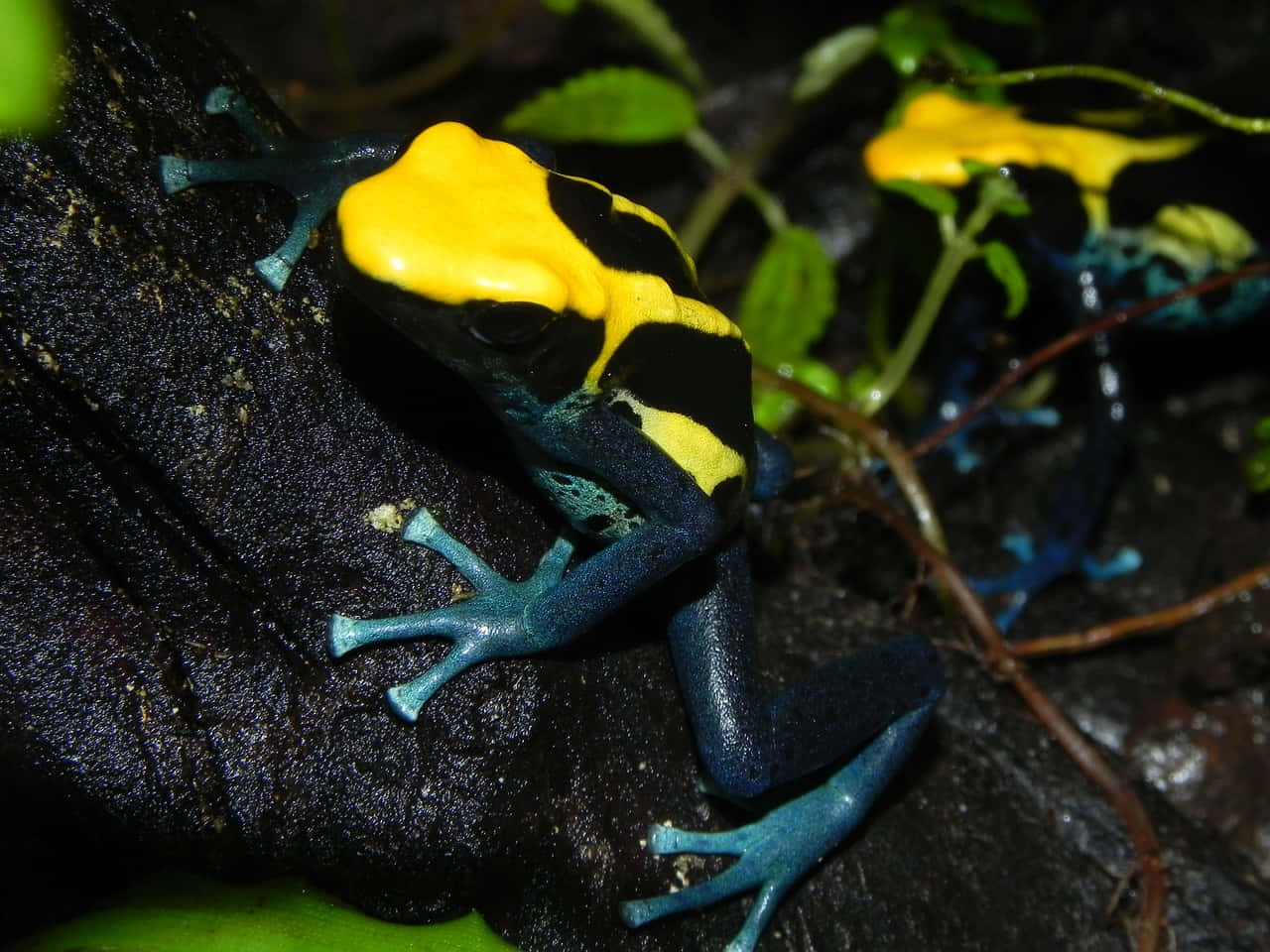 Vibrant Poison Dart Frogs Nature Scene Wallpaper