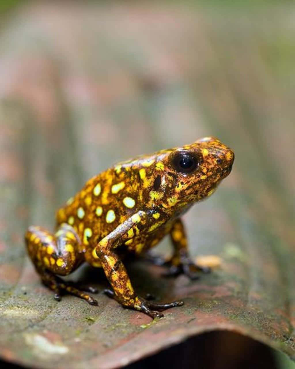 Vibrant Poison Frog On Leaf Wallpaper