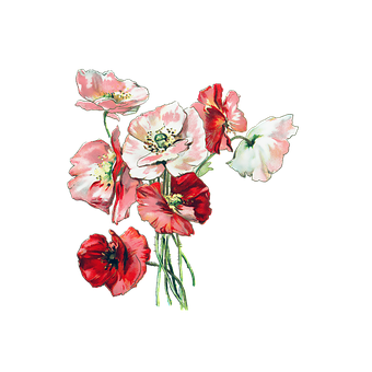 Vibrant_ Poppies_ Artwork PNG