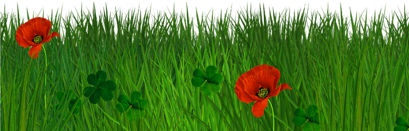 Vibrant Poppiesin Green Grass PNG