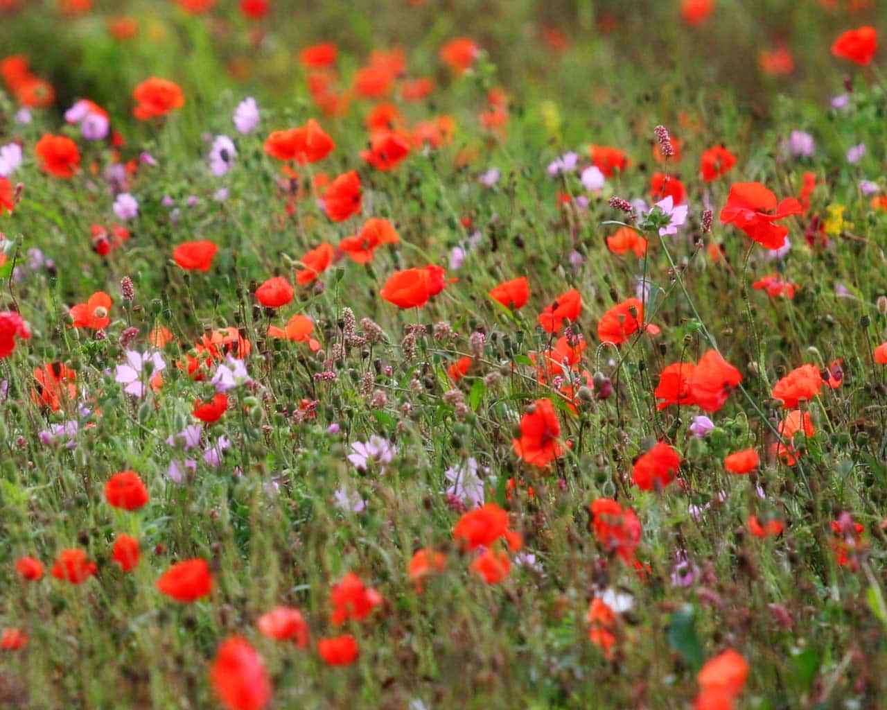 Vibrant Poppy Field Wildflowers Wallpaper