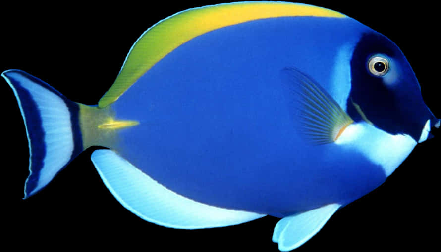 Vibrant Powder Blue Tang Fish PNG