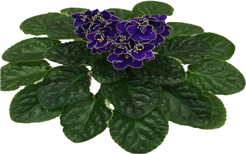 Vibrant Purple African Violet Plant PNG