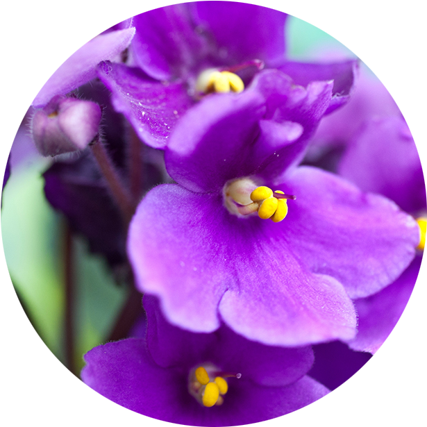 Vibrant Purple African Violets PNG