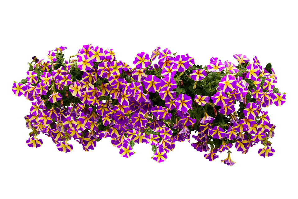 Vibrant_ Purple_and_ Yellow_ Petunias PNG