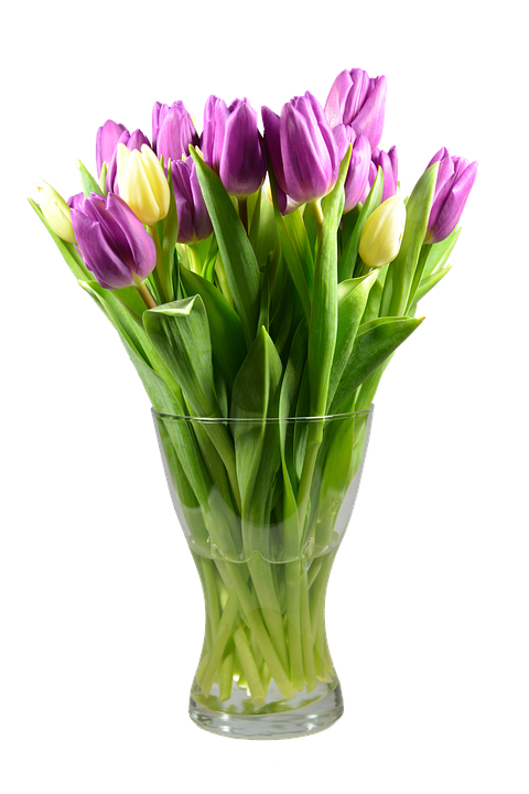 Vibrant_ Purple_and_ Yellow_ Tulips_in_ Glass_ Vase PNG