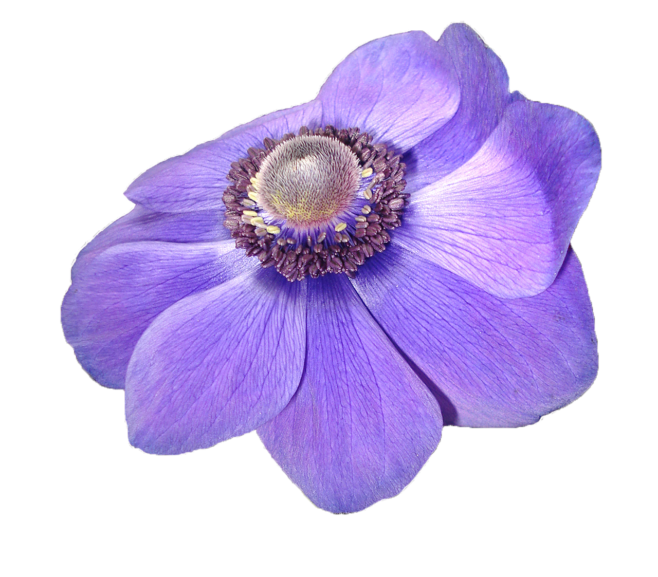 Vibrant Purple Anemone Flower PNG