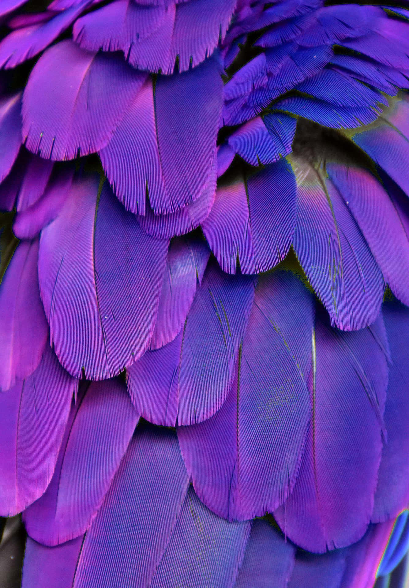 Vibrant Purple Bird Feathers Wallpaper