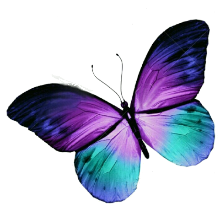 Vibrant Purple Butterfly PNG