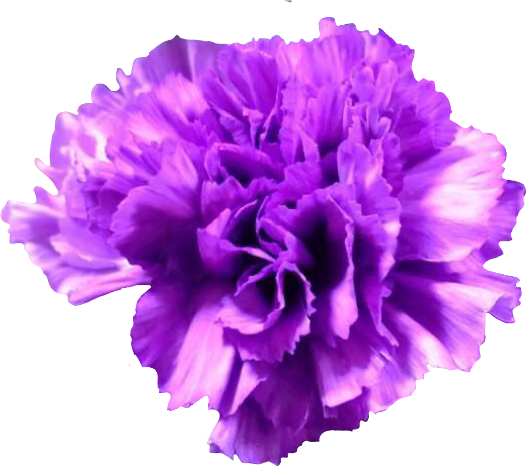 Vibrant Purple Carnation Flower PNG