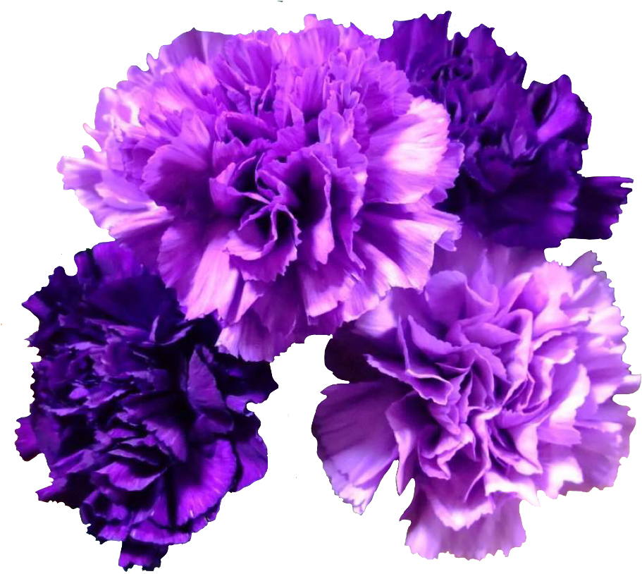 Vibrant Purple Carnations Floral Display PNG