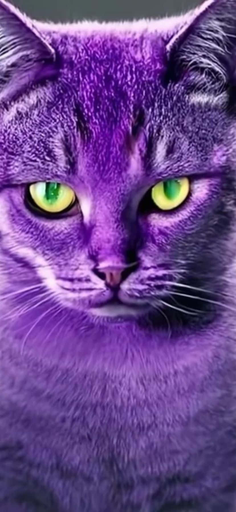 Vibrant Purple Catwith Green Eyes.jpg Wallpaper