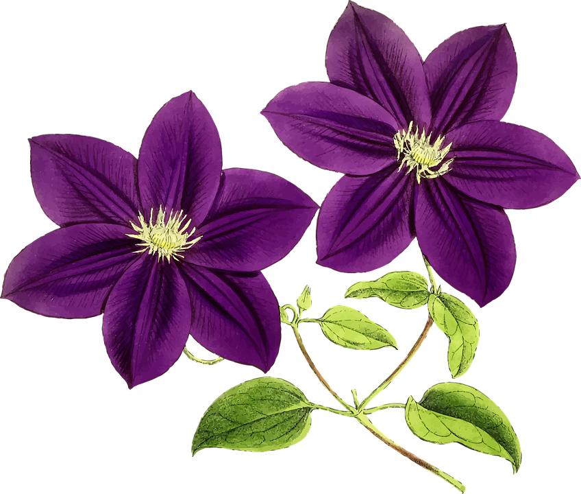 Vibrant Purple Clematis Flowers PNG