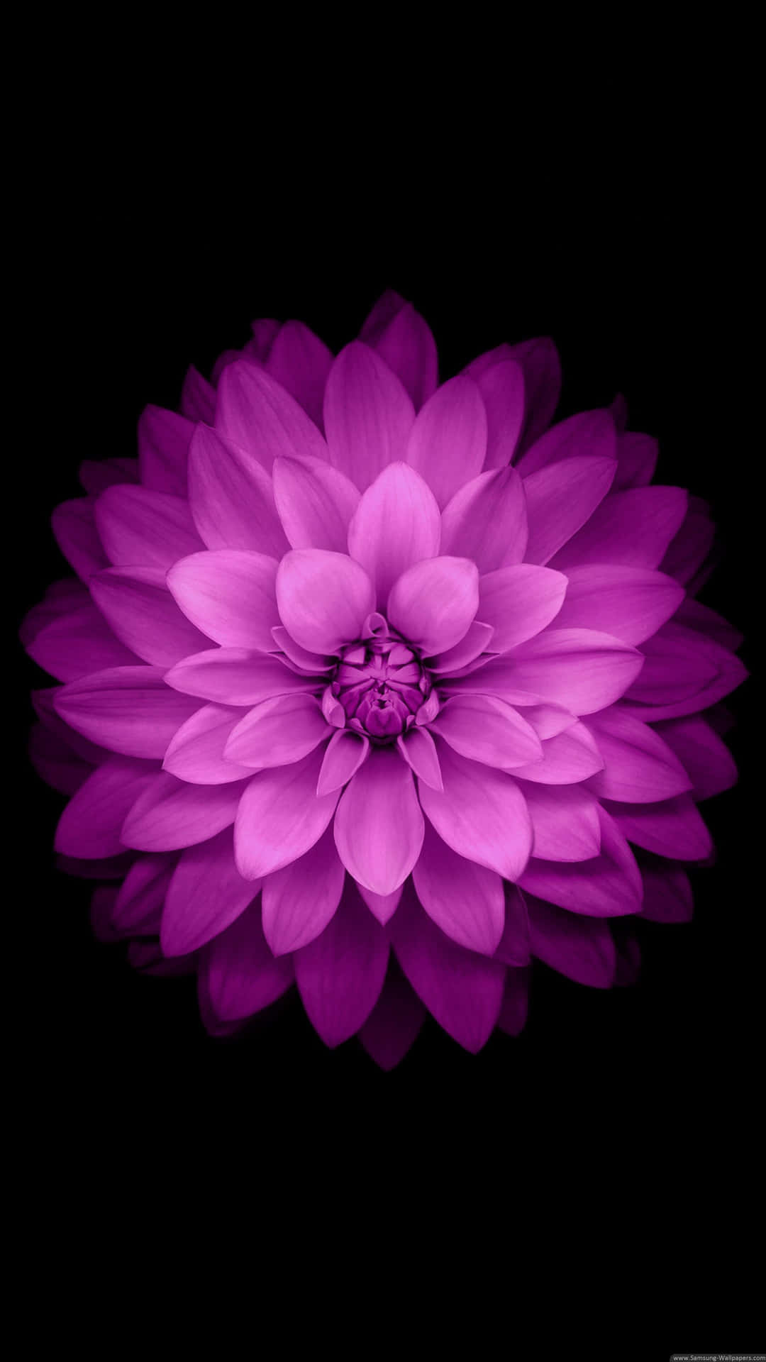 Vibrant Purple Dahlia Floweron Black Background Wallpaper