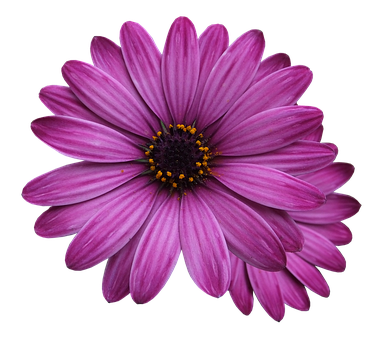 Vibrant Purple Daisy Black Background PNG