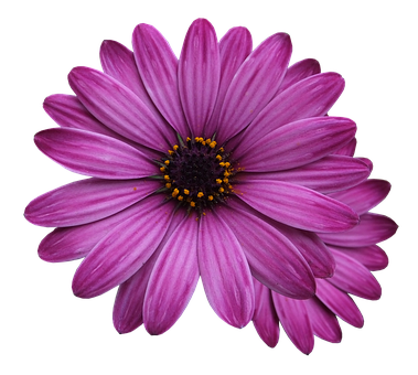 Vibrant_ Purple_ Daisy_ Black_ Background PNG