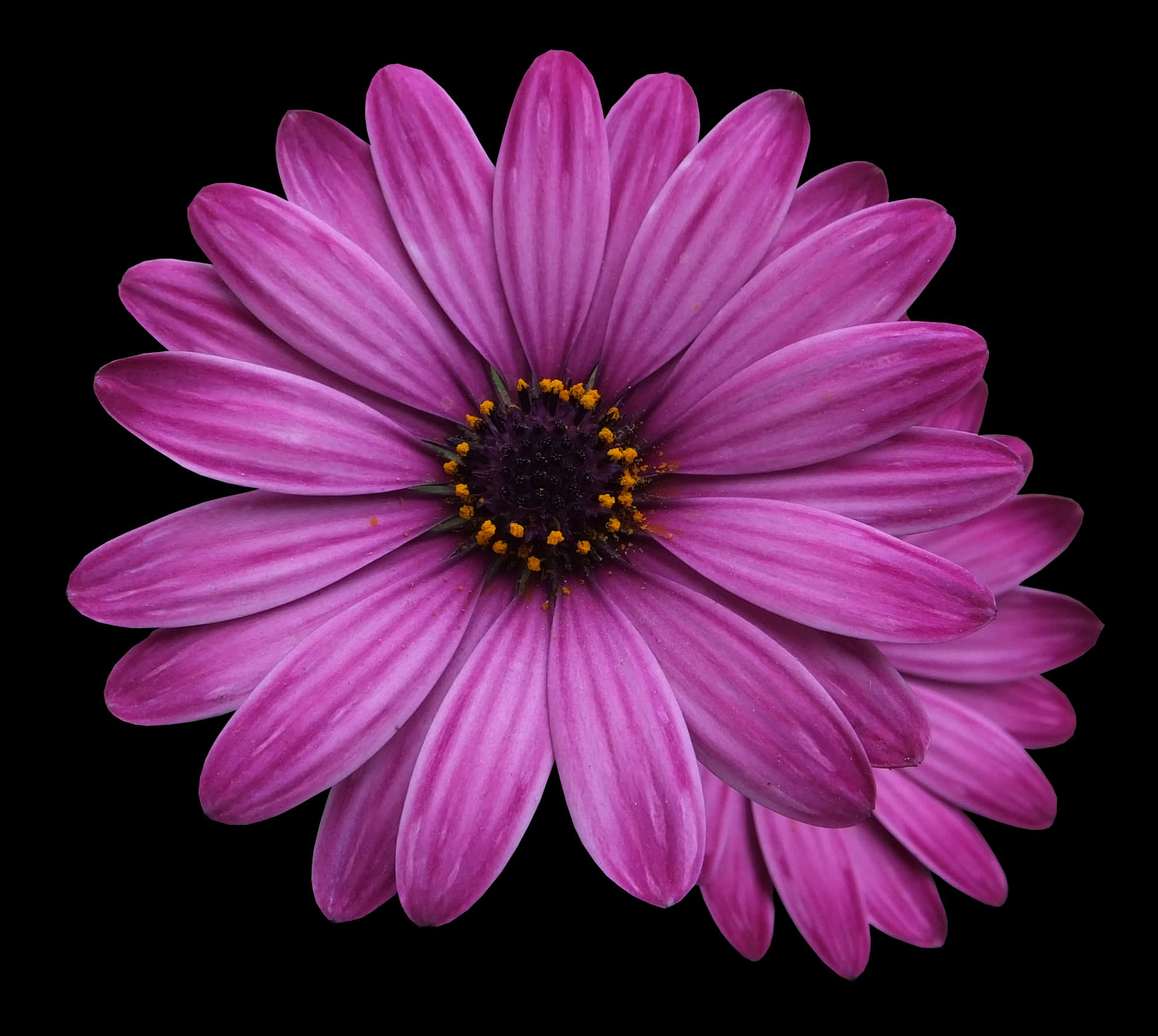 Vibrant Purple Daisy Black Background PNG