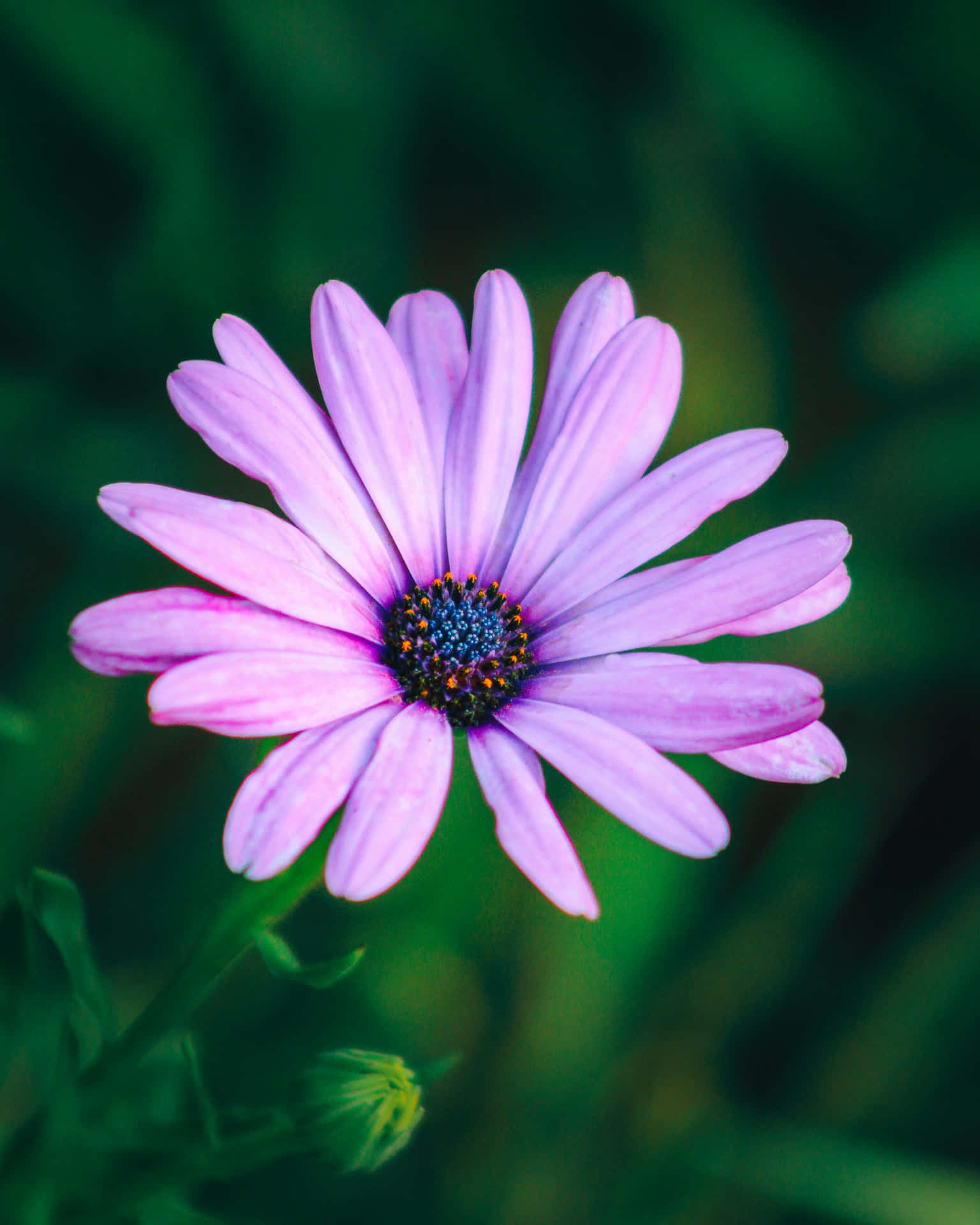 Vibrant Purple Daisy Flower.jpg Wallpaper