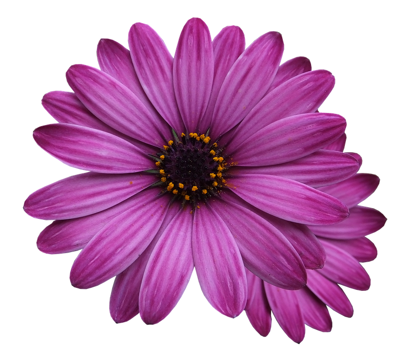 Vibrant Purple Daisy Flower.png PNG