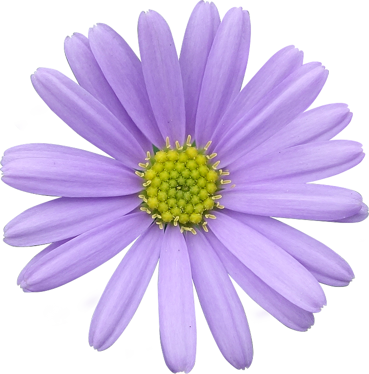 Vibrant Purple Daisy Isolated PNG