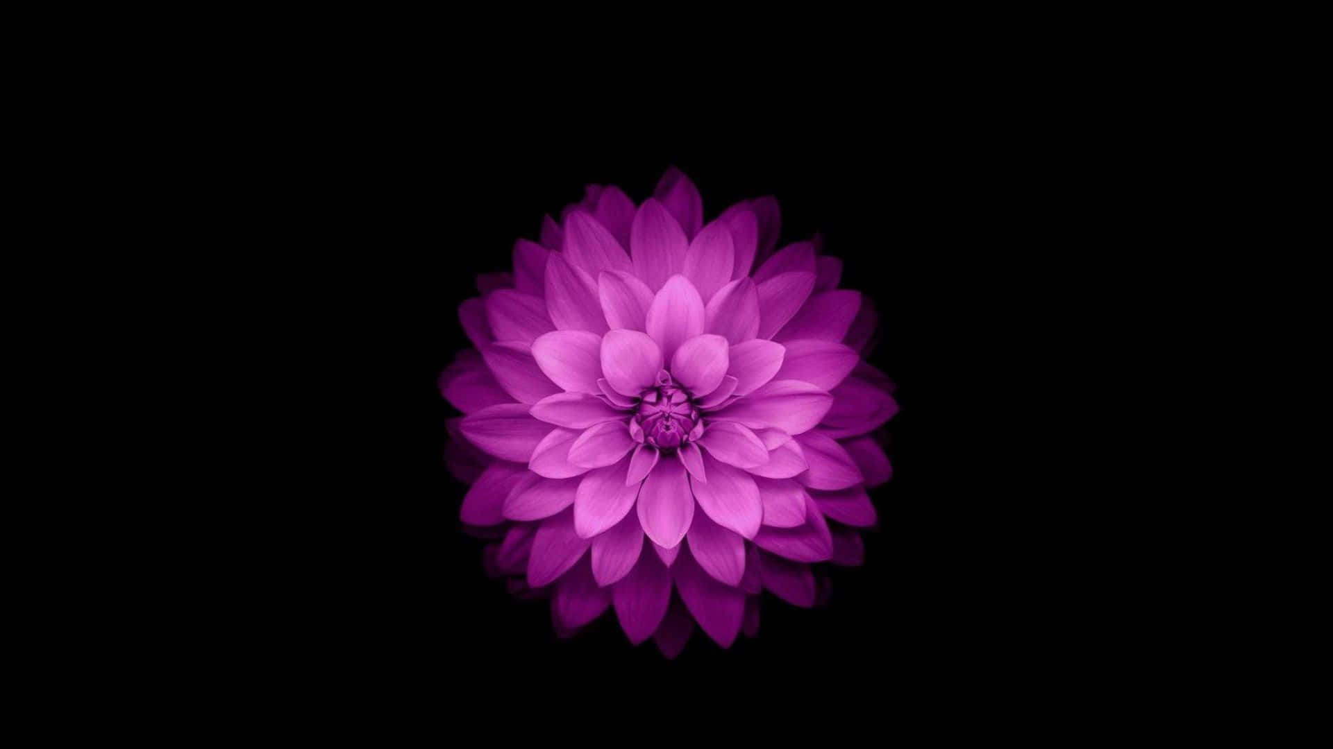 Vibrant_ Purple_ Flower_ Against_ Black_ Background.jpg Wallpaper