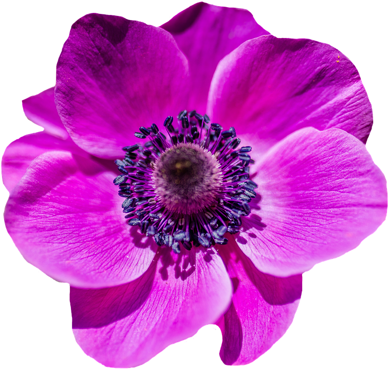 Vibrant Purple Flower Blossom PNG