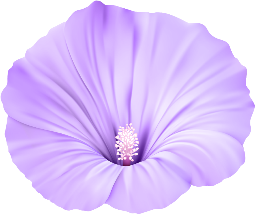 Vibrant Purple Flower Isolated PNG