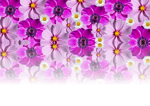 Vibrant Purple Flowers Background PNG