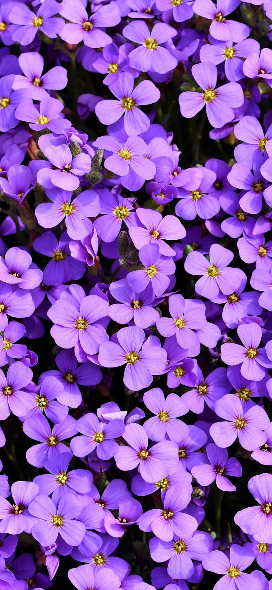 Vibrant Purple Flowers Background Wallpaper