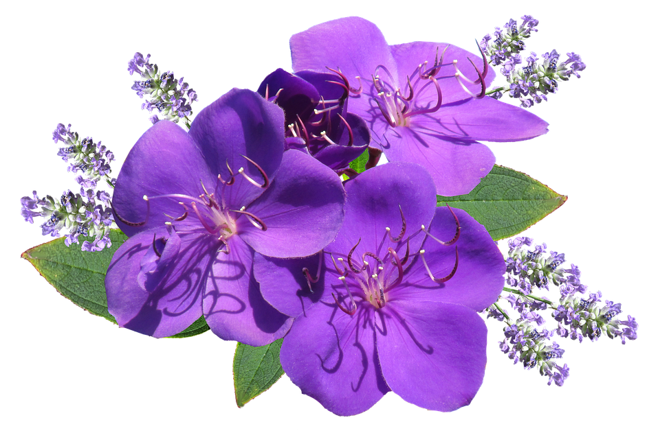 Vibrant Purple Flowers Transparent Background PNG