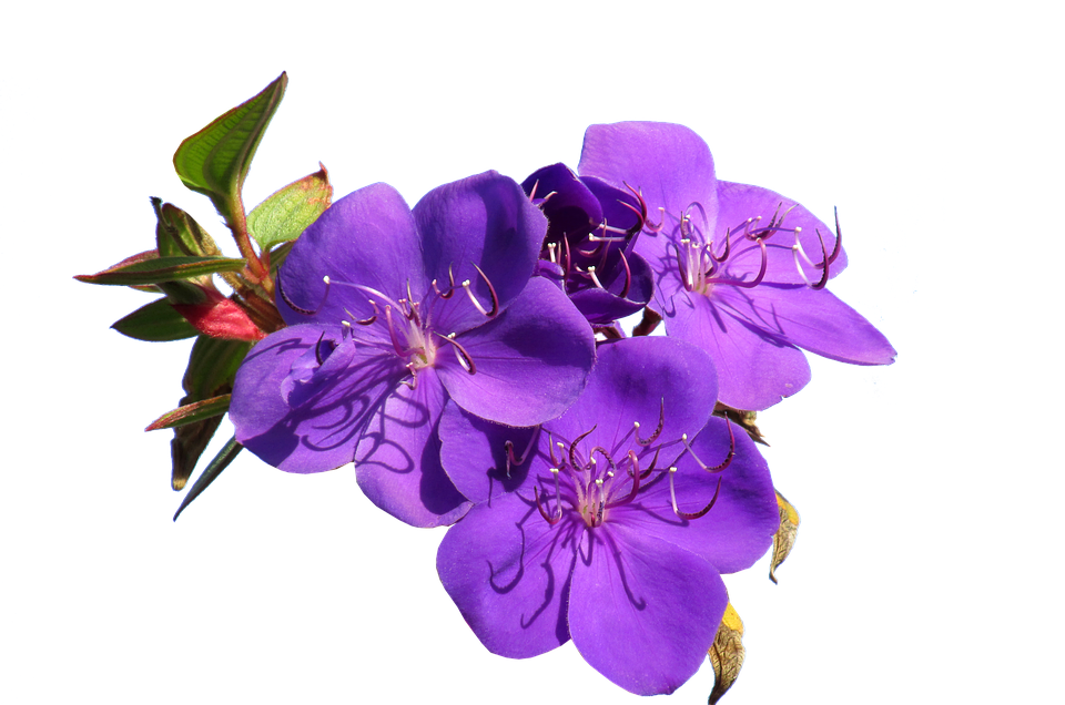 Vibrant Purple Flowers Transparent Background PNG