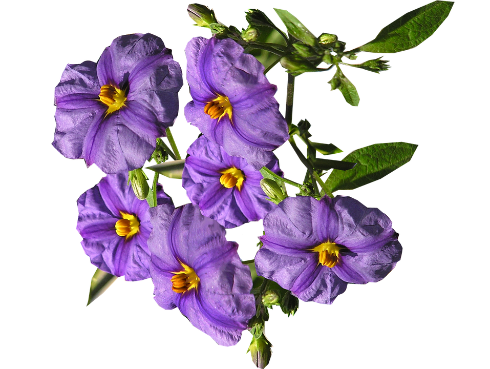 Vibrant_ Purple_ Flowers_ Transparent_ Background.png PNG