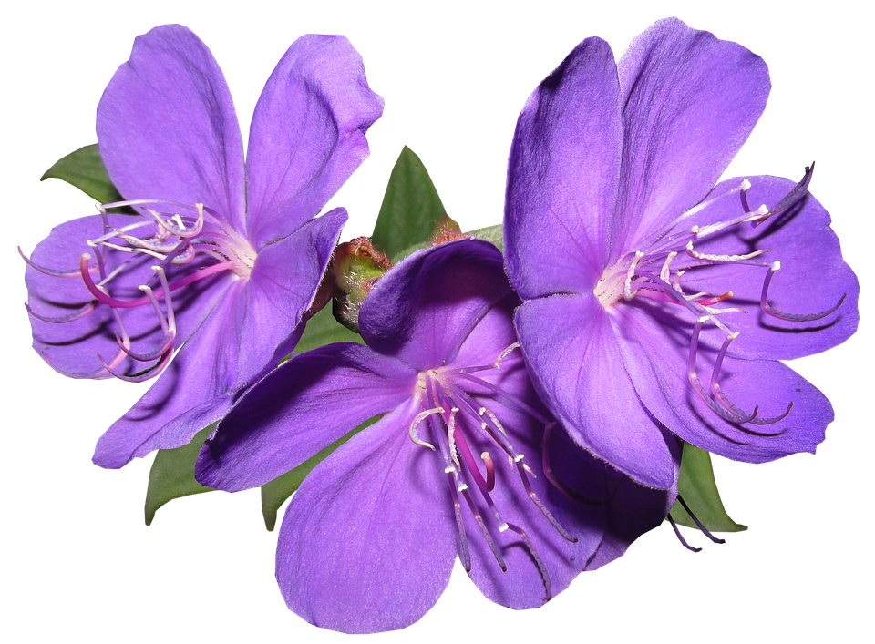 Vibrant_ Purple_ Flowers_ Transparent_ Background.png PNG