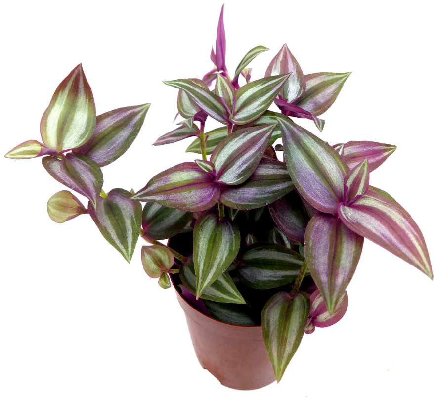 Vibrant Purple Green Houseplantin Terra Cotta Pot PNG