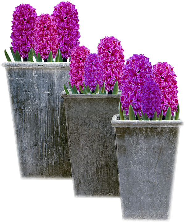 Vibrant Purple Hyacinthsin Pots PNG