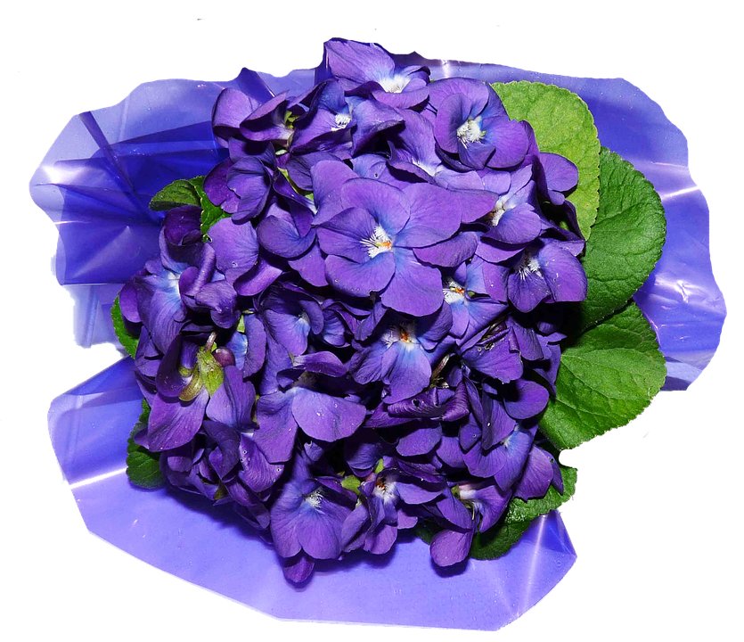 Vibrant Purple Hydrangea Bloom PNG