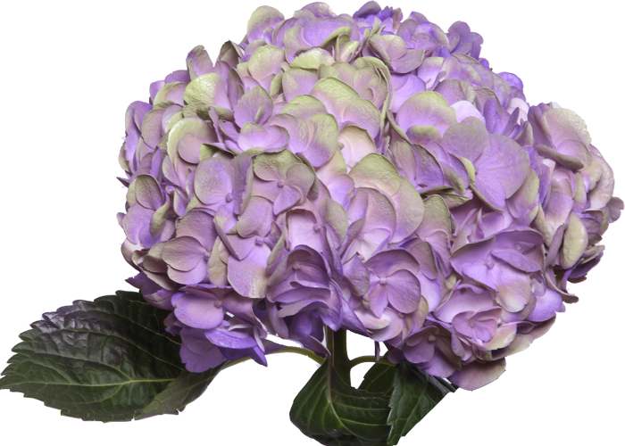Vibrant Purple Hydrangea Flower PNG