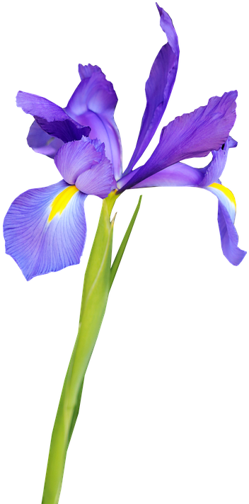 Vibrant Purple Iris Flower PNG