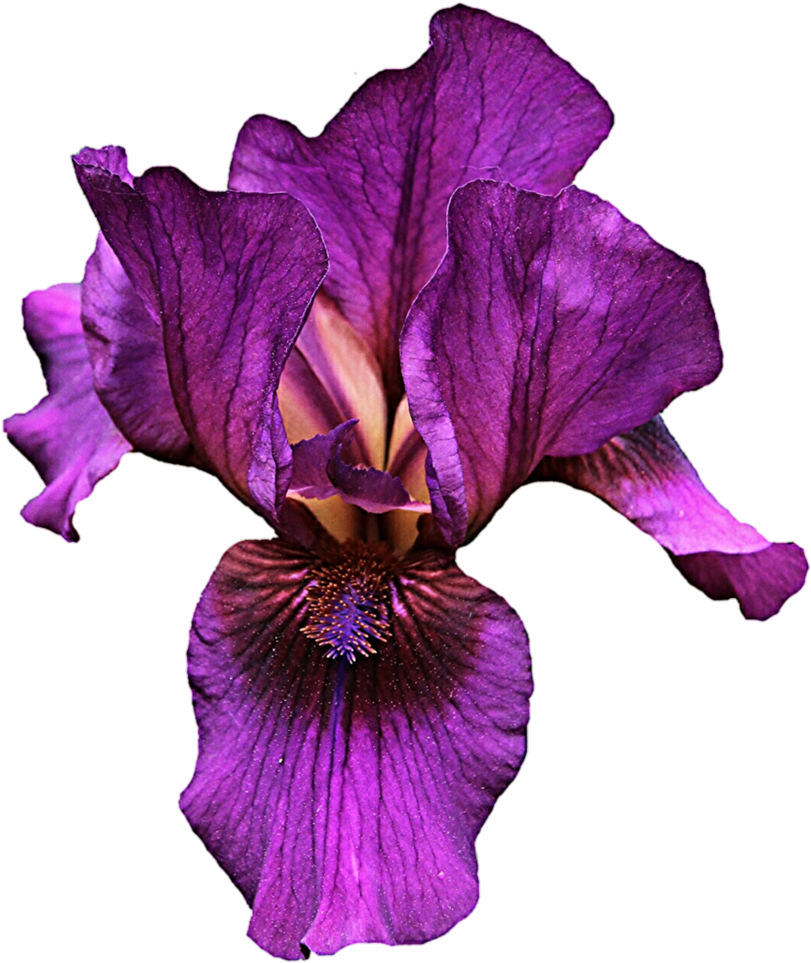 Vibrant Purple Iris Flower.png PNG