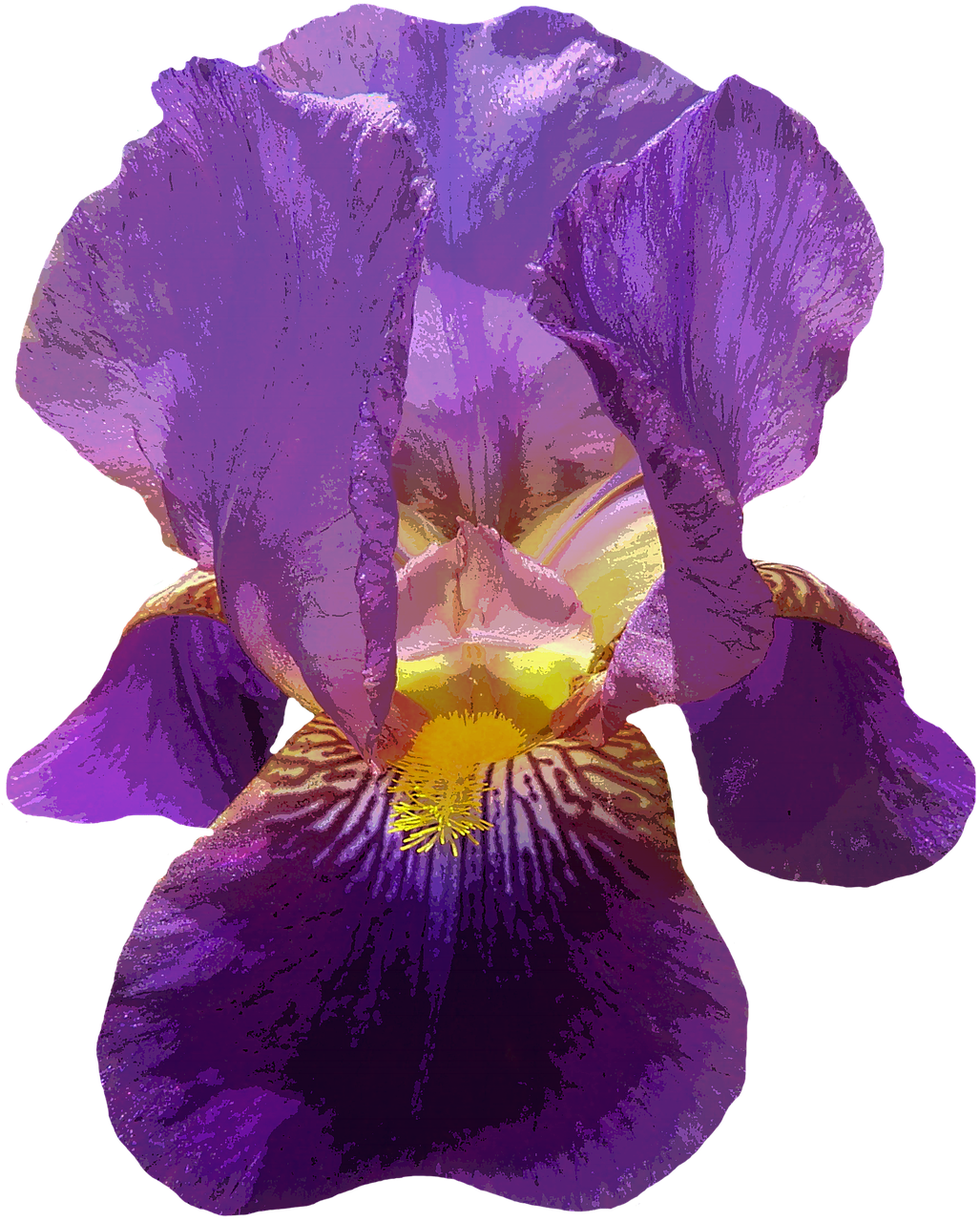 Vibrant Purple Iris Flower.png PNG