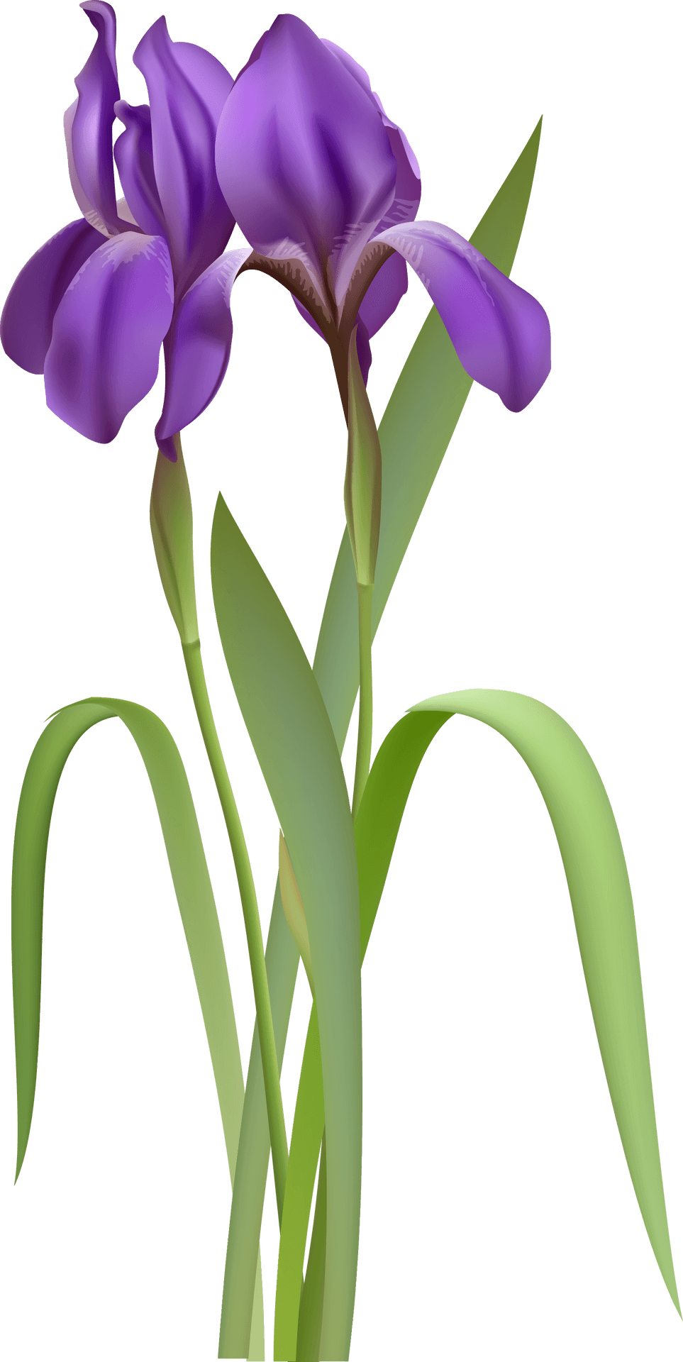 Vibrant Purple Iris Flower PNG