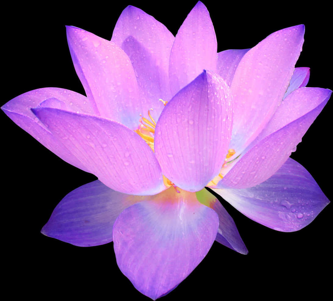 Vibrant Purple Lotus Flower PNG