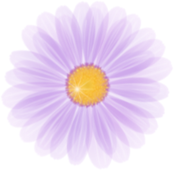 Vibrant Purple Marguerite Daisy PNG