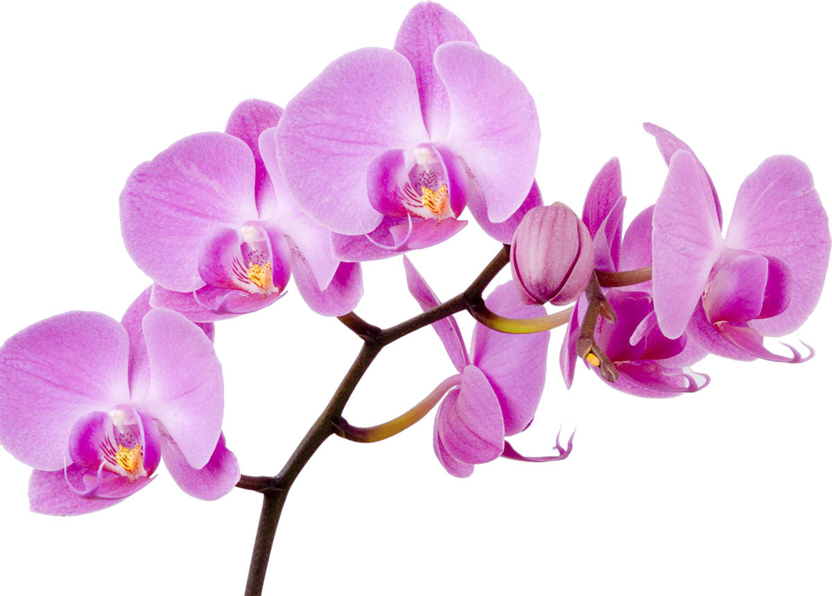 Vibrant Purple Orchid Bloom Branch PNG
