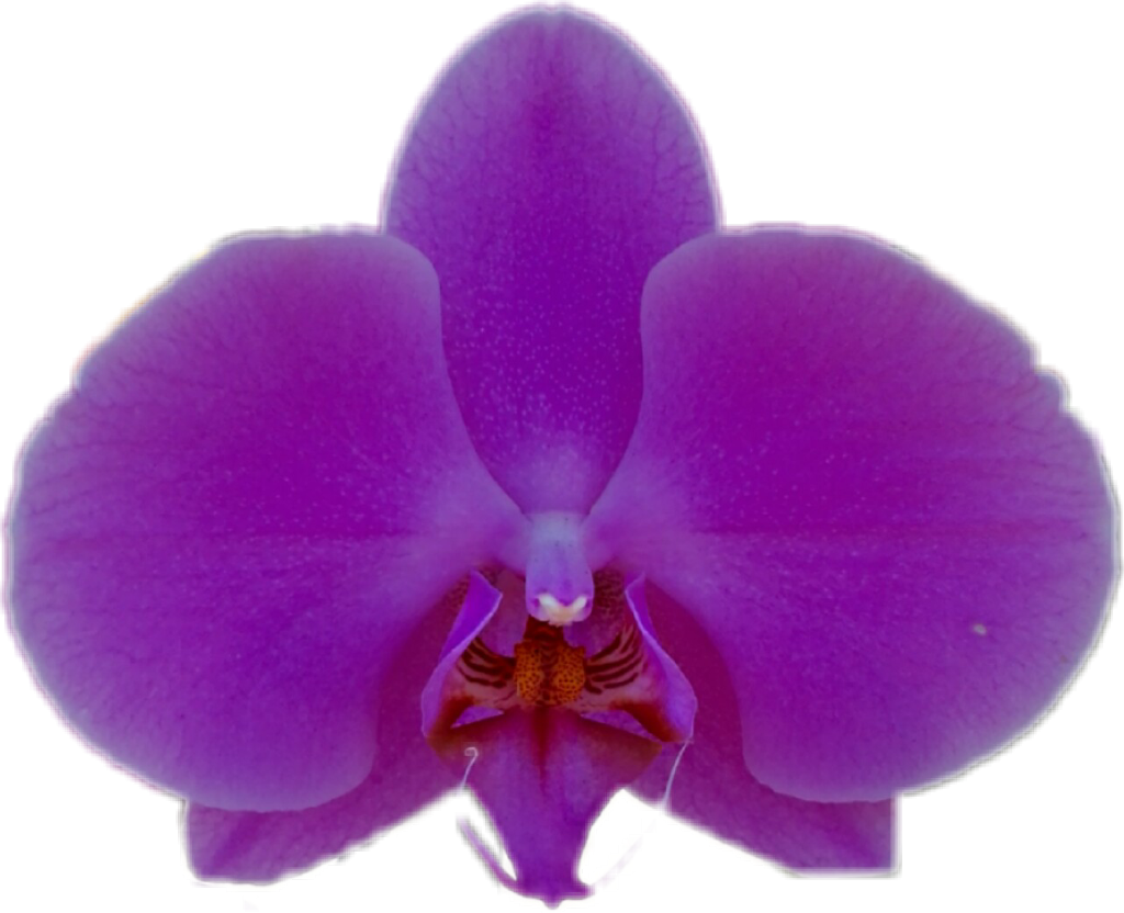 Vibrant Purple Orchid Bloom PNG