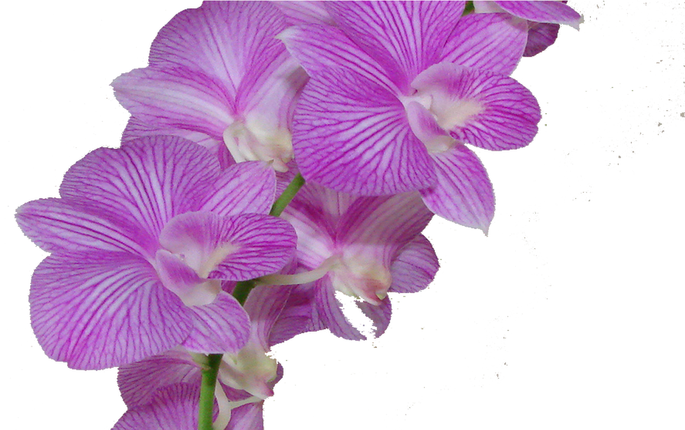 Vibrant Purple Orchid Blooms PNG