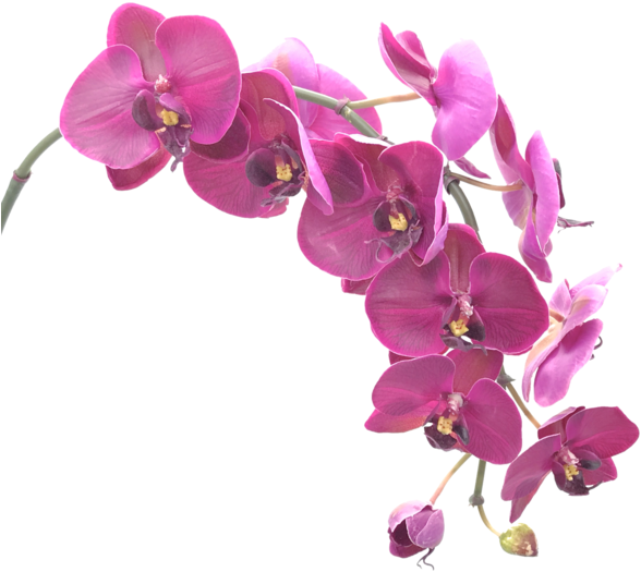 Vibrant Purple Orchid Blooms PNG